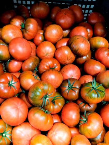 Tomate Raff de Almería