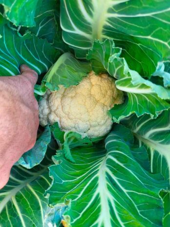 Coliflor de cosecha propia