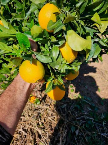 Naranjas Súper Dulces