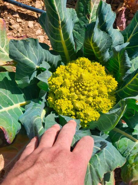 Romanescu-de-cosecha-propia
