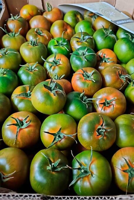 🍅 Tomate liso de primera